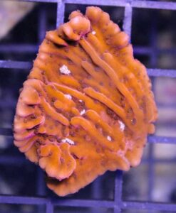 Orange Plating Montipora