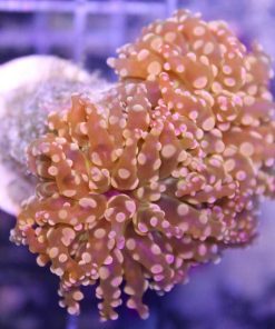 Orange Branching Octospawn