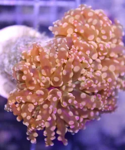 Orange Branching Octospawn