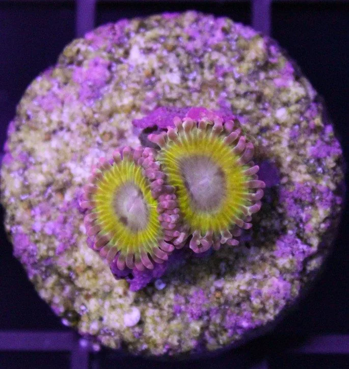 Frag Box Corals
