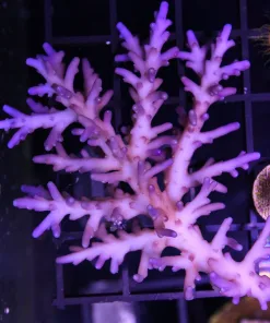 Blue Akuma 3/4” frag