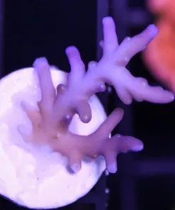 Blue Akuma 3/4” frag