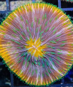 Orange Plate Coral