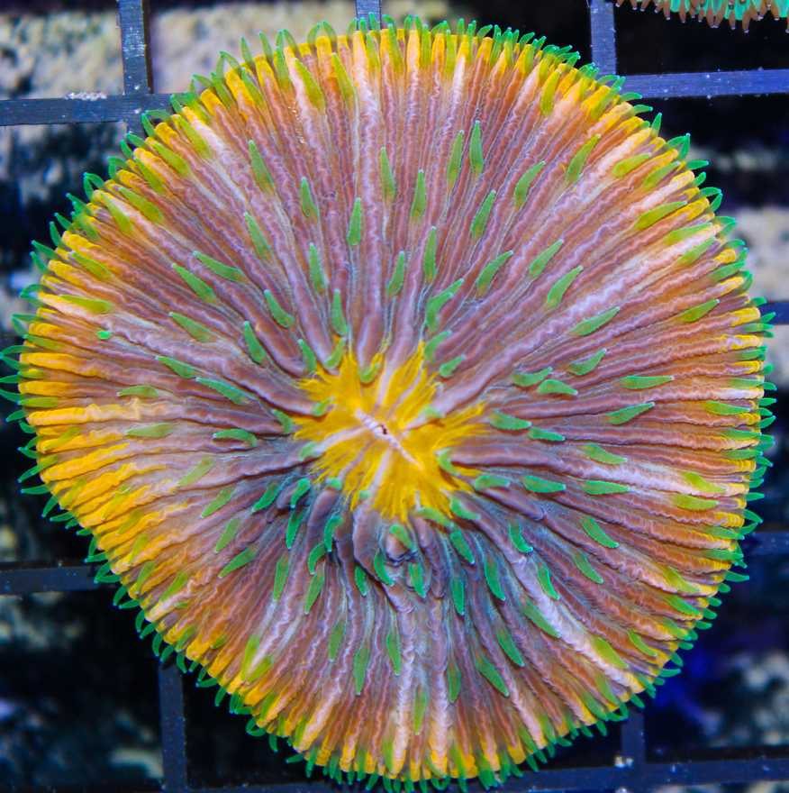 Crazy Plate Coral
