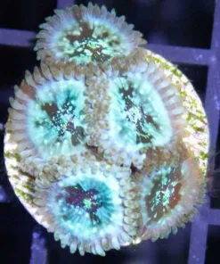 Green Magician Palythoa