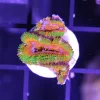 Insane acan
