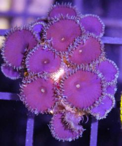 Purple Death Palythoa