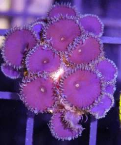 Purple Death Palythoa