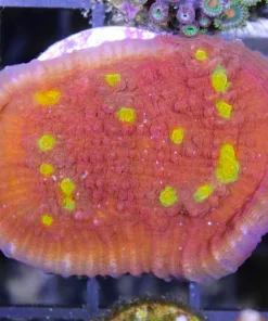 Flamethrower Chalice