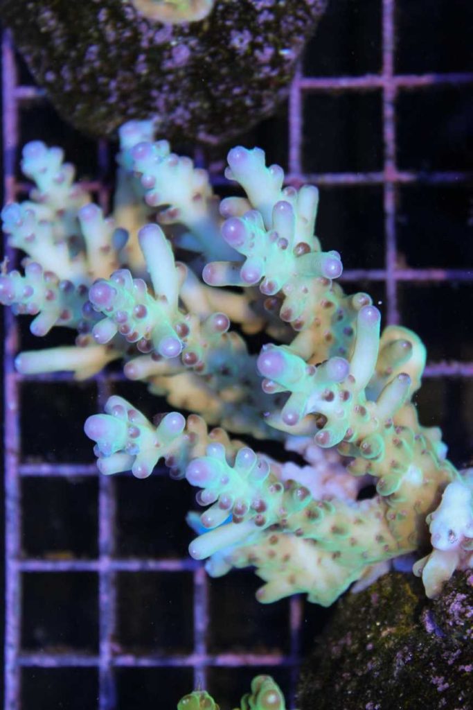 Frag Box Corals