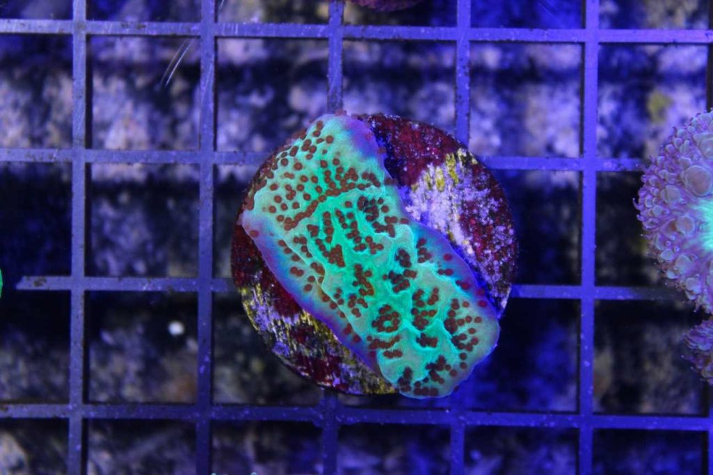 Frag Box Corals