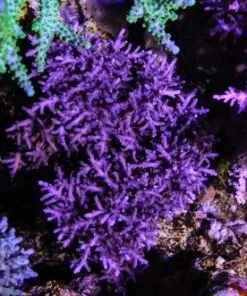Purple Dragon 1” frag