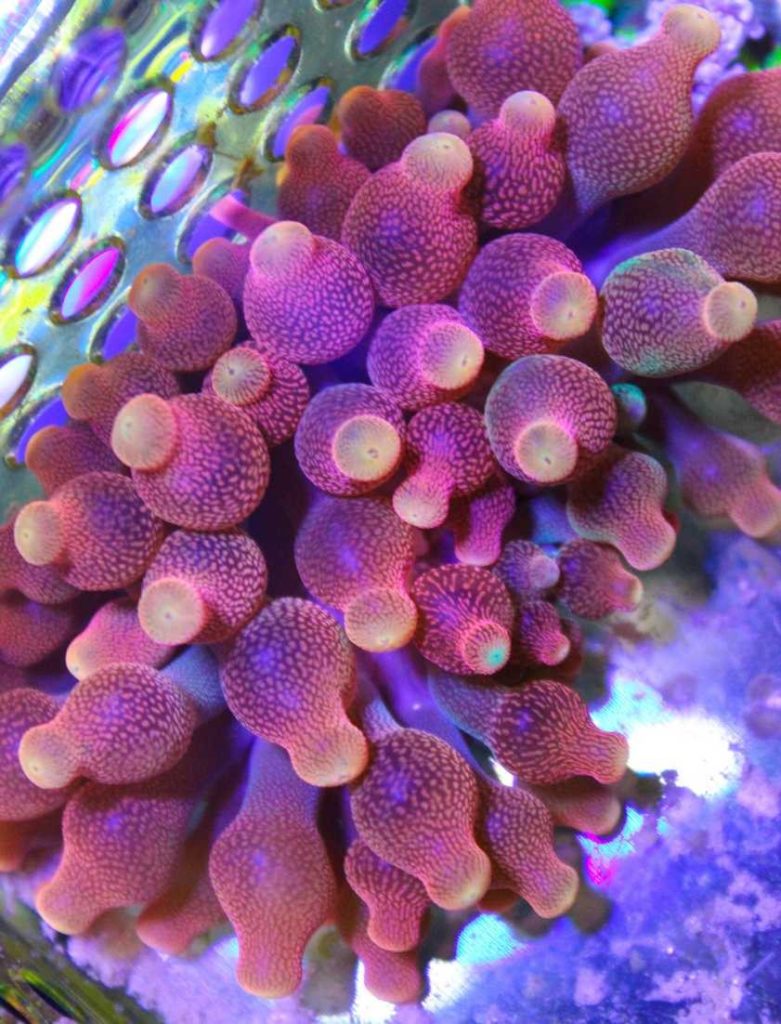 Frag Box Corals
