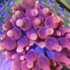 Flame Bubble Tip Anemone