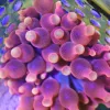 Flame Bubble Tip Anemone