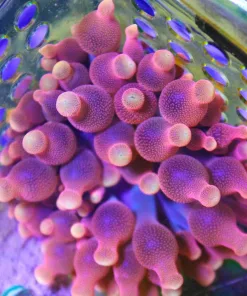 Flame Bubble Tip Anemone