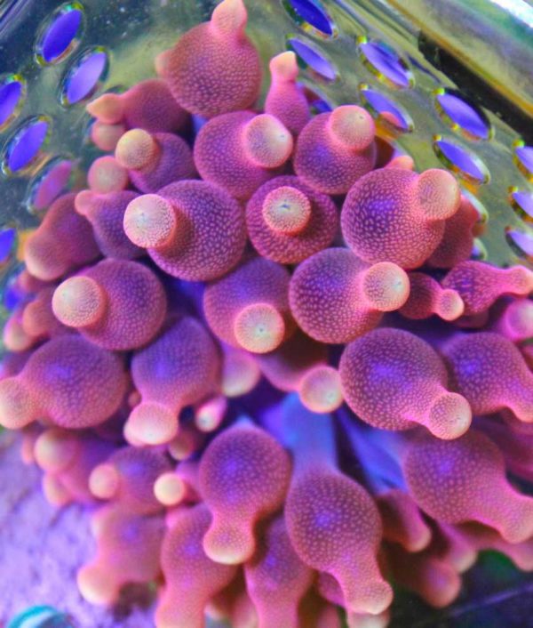 Flame Bubble Tip Anemone
