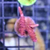 RR Red Diablo Sps Frag
