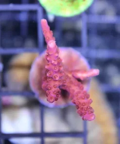 RR Red Diablo Sps Frag