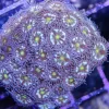 Pinwheel Zoa