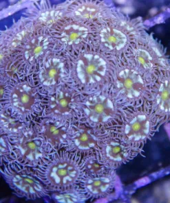 Pinwheel Zoa