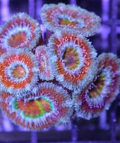 Insane Ultra Acan