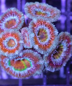 Insane Ultra Acan