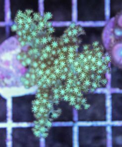 Japanese Green leather coral