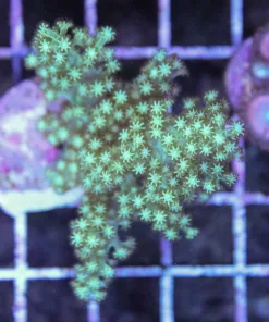 Japanese Green leather coral