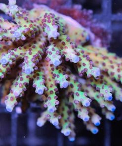 RR Triple Treats Frag