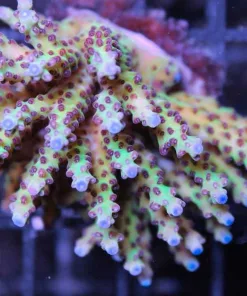 RR Triple Treats Frag