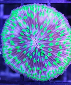 Ultra Aussie Plate Coral