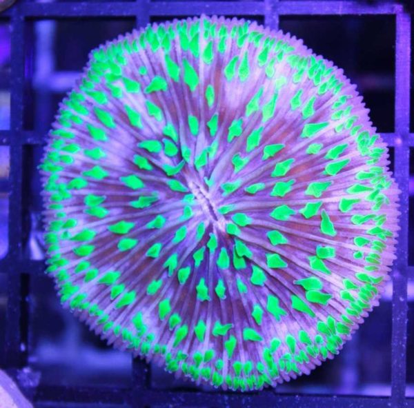 Ultra Aussie Plate Coral