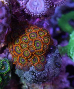 Fruit Loops Zoas 2 heads