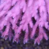 Bubblegum Acropora