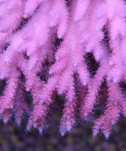 Bubblegum Acropora