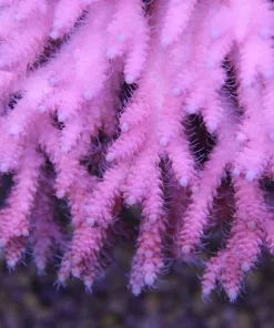 Bubblegum Acropora
