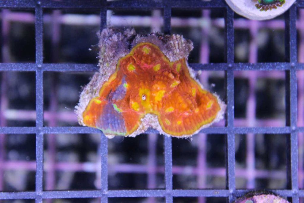 Frag Box Corals