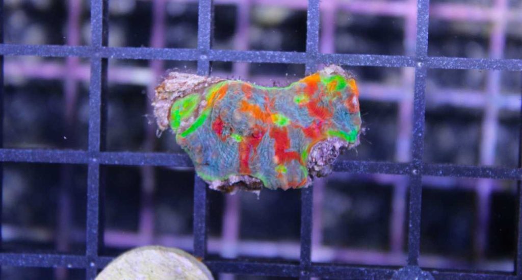 Frag Box Corals