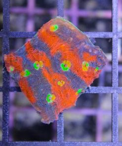 Rainbow Explosion Chalice