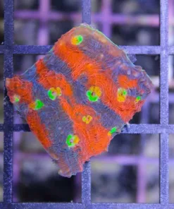 Rainbow Explosion Chalice