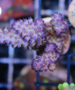 Wysiwyg RR Acrodisiac