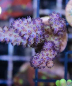 Wysiwyg  RR Acrodisiac