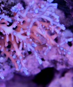Blue Dragon Acropora