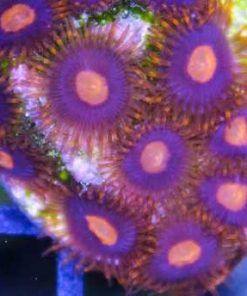 My Clementine Zoas