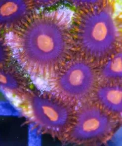 My Clementine Zoas