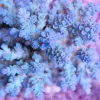 Blue Acropora