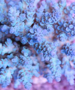 Blue Acropora