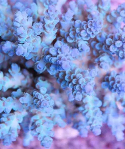 Blue Acropora