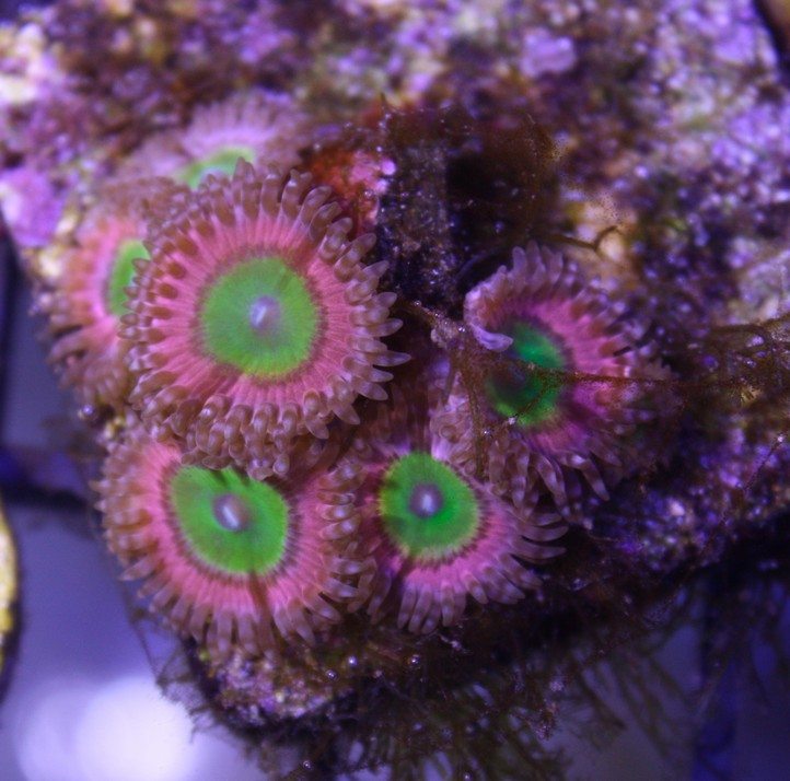 Pink Hippo Zoanthids - Frag Box Corals